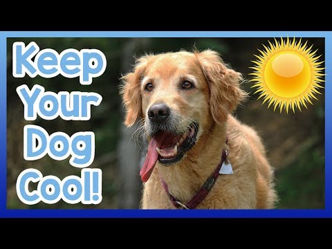 YouTube video about: How to keep dog's paws cool in summer?