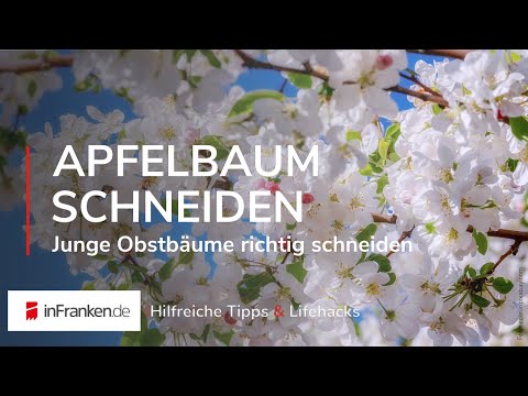 Pruning young fruit trees: How to prune trees correctly | Helpful tips & life hacks