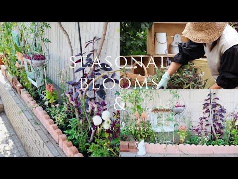 庭の手押し車のピンクのアジサイの吊り下げアイビーの飾り方