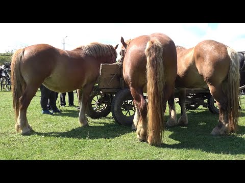 Targul de cai de la Gilau, Cluj 5 Mai 2023 Nou!!!
