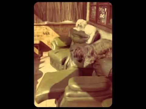 hinckley pets in home video.