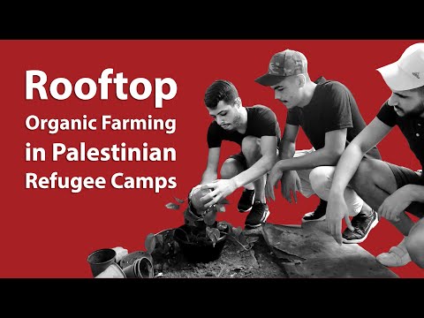 Organic rooftops farm in Palestinian Refugee Camps