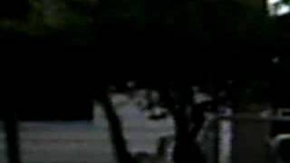 Sheep Nibbling On Tree