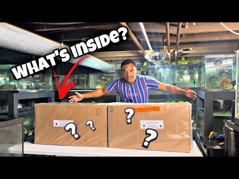 UNBOXING SHIPMENT OF LIVE TROPICAL FISH FROM INDONESIA!