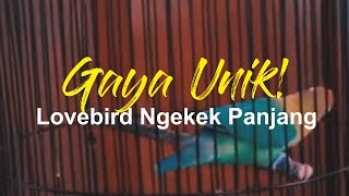 Download lagu KUNCI RAHASIA!! LOVEBIRD NGEKEK PANJANG GAYA UNIK SAMPE TELER mp3 Download lagu KUNCI RAHASIA!! LOVEBIRD NGEKEK PANJANG GAYA UNIK SAMPE TELER mp3