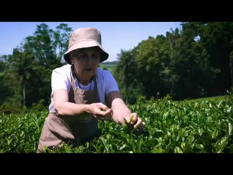 Del Iguazú infusiones Colonia Alberdi Misiones 