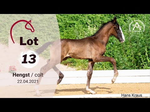Catalogue #13 - Ramses - 1st AUSTRIAN ONLINE FOAL AUCTION