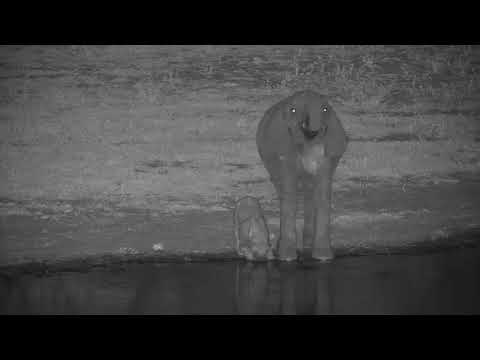 Djuma: Elephants-Mom and tiny baby drink at the dam - 22:38 - 12/12/20