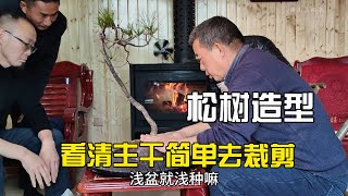 一盆松树简单裁剪造型过程