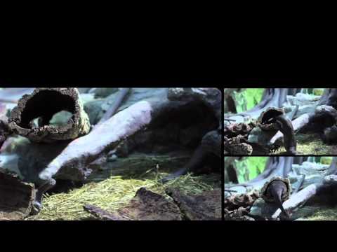 LONTRE E CAIMANI SPOT NOVITA' ACQUARIO DI CATTOLICA LONTRE E CAIMANI SPOT NOVITA' ACQUARIO DI CATTOLICA