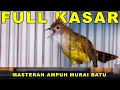Burung Cucak Jenggot Full Kasar Ampuh Pancing Emosi Cucakjenggot Masteranburung Cucakjenggotgacor