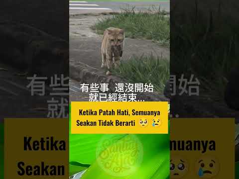 Ketika kucing patah hati 🥺 #shortvideo #kucing #kucinglucu #cat #kucinganggoralucudanimut