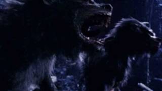 Werewolf, Baby! : Rob Zombie