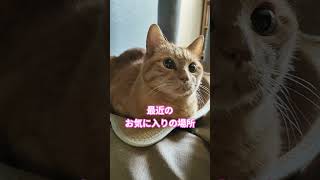 今はそこがいいんだね #ねこのいる暮らし #猫
