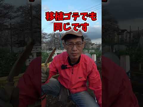 家庭菜園でコガネムシの幼虫を駆除するにはどうすればよいですか?識別および制御ソリューション  庭園