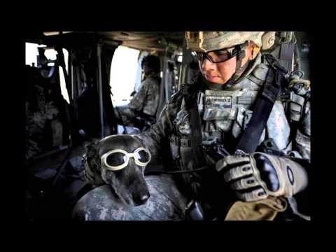 Geckohunter   Are You Ready For The Battle