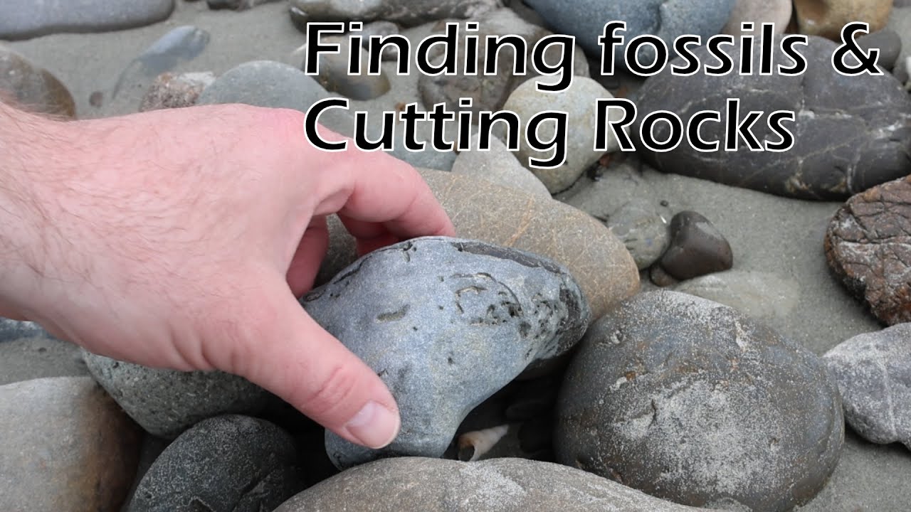 Finding some fossils and cutting some agate rocks