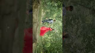Download lagu Deeya ❤️ Pijush | Pre-Wedding Love Story | Bengali Couple | Cinematic Wedding Shorts #Shorts mp3