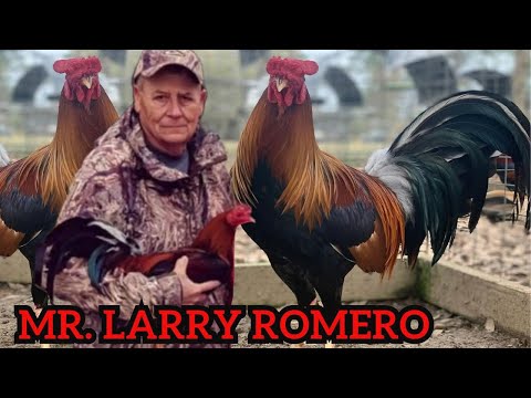 Larry Romero Farm Albany Yellow Leg Outdoor Indoor Breeding Pens
