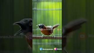 Download lagu Tepus Gacor Mewah #tepusgacor #tepuskepalaabu #tepuskepalaabuabugacor #tepusmewah mp3 Download lagu Tepus Gacor Mewah #tepusgacor #tepuskepalaabu #tepuskepalaabuabugacor #tepusmewah mp3