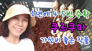 [쿠르쿠마재배] 재배가쉽고 수익좋은 쿠르쿠마: 1년에4-5번 절화생산과 구근번식으로 구근판매까지가능