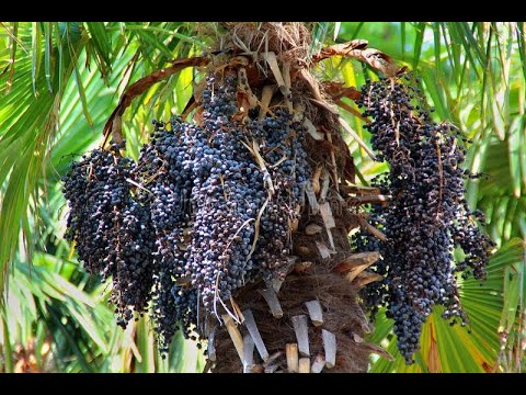 Amazon Gold Berry Harvest - Tropical Acai Berry Cultivation Technology - Sam Crop #Shorts