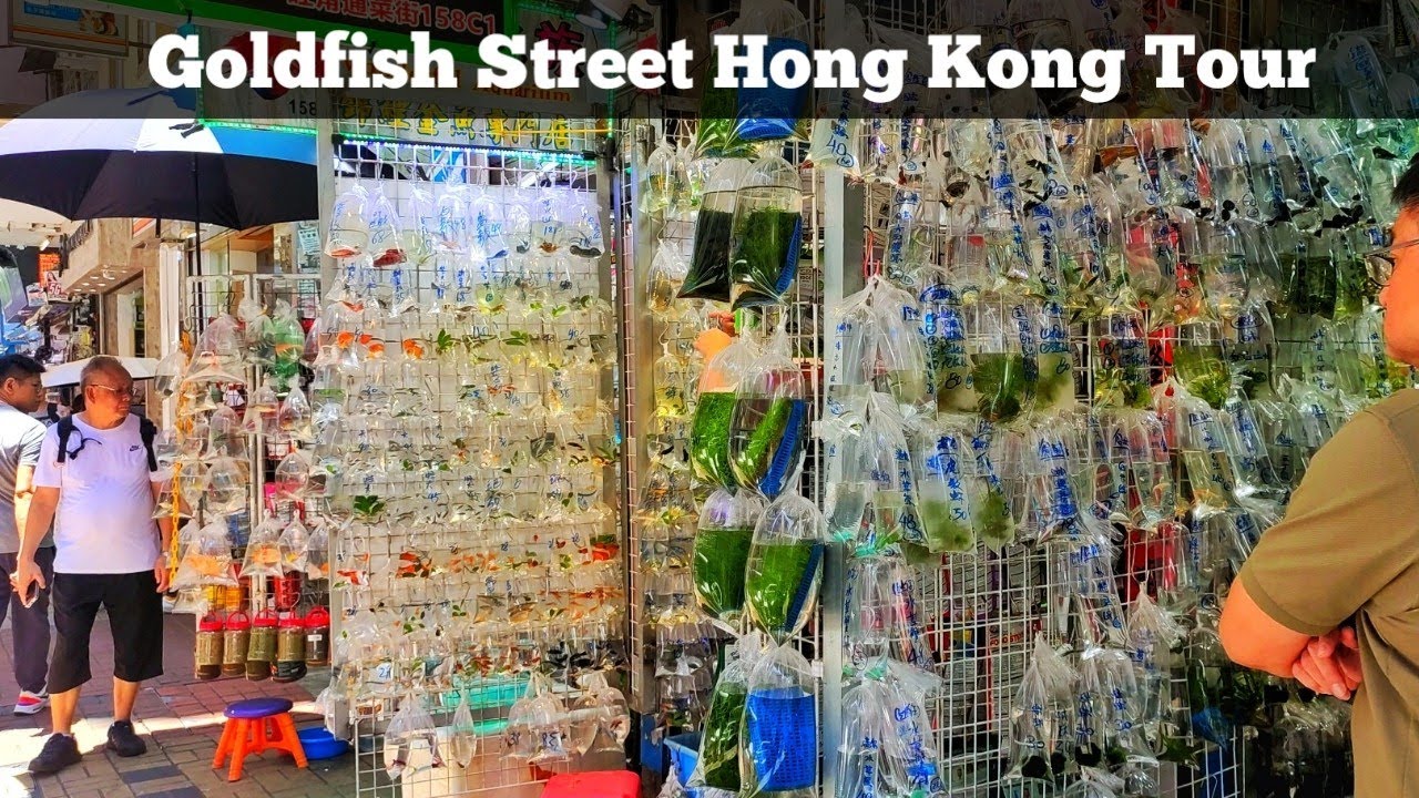 Walk through Goldfish Market showing endless rows of bright fish bags.