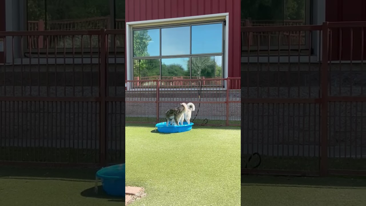 Enlarge BOBBY, a Adoptable mixed breed in Upland, CA video 6/6