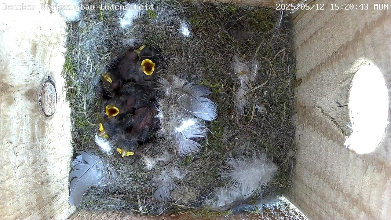 Spechtangriffe aber sonst läufts bei Lady Gaga! | 12.05.2025