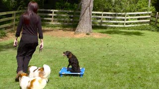 Download Lagu Puppy Training, Kona, Boykin Spaniel, Day 5: Off Leash 3D Thumbnail