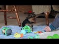 Yorkshire Terrier dogs for sale: Dolly - Video 1