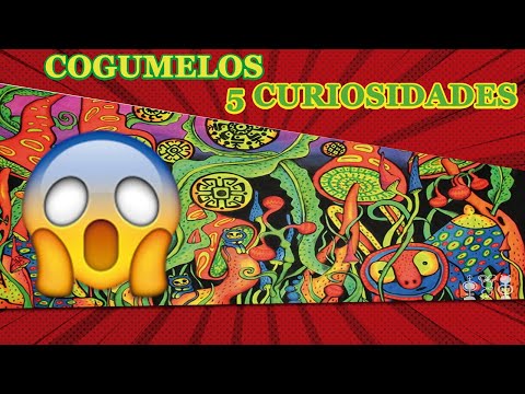 Cogumelos - da onde vem? 5 curiosidades sobre os cogumelos