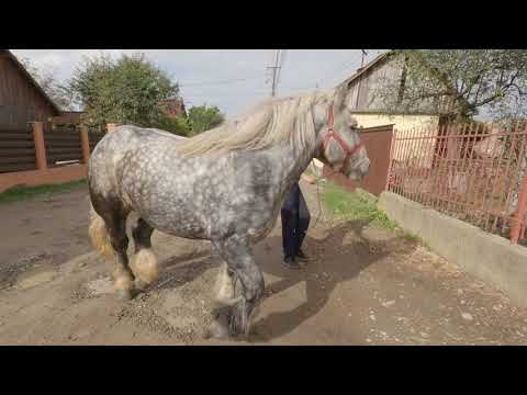 Cal greu dl. Gruia de la Sighetu Marmației