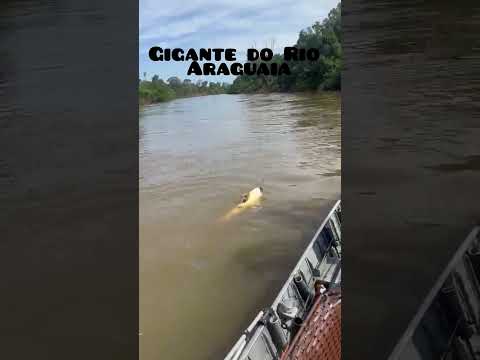 gigante "PIRARARA" capturada no rio Araguaia em Goiás!!🏆🐟🎣💪#pescaria #aventura