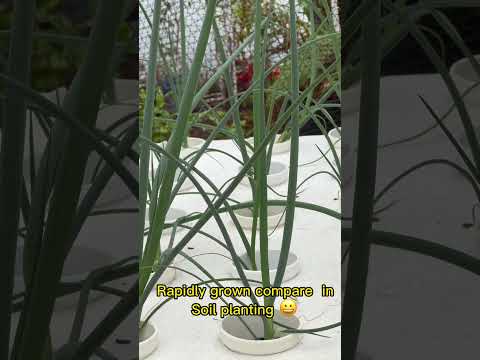 , title : 'Growing Green Onions #shorts #hydroponicsforbeginner #hydroponics  #kratky'