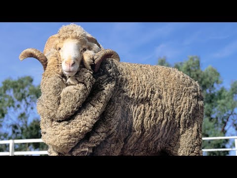 , title : 'Merino Sheep | Epic Wool Producers'