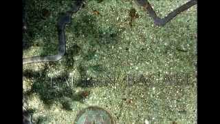 Brooklyn Celebrity Path