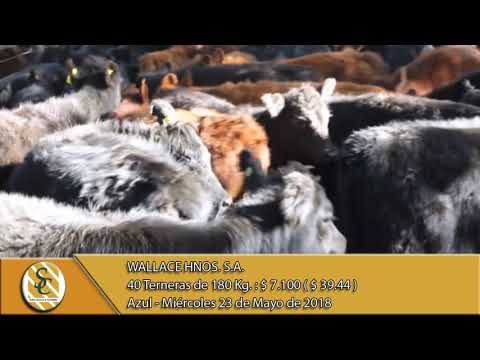23-05-18 Venta de Hembras - Wallace Hnos. S.A. - Azul