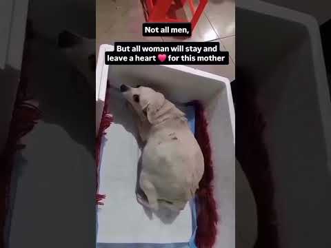 their DONATION LINK IS IN BIO 💔🙏#usa #nyc #trending #losangeles #fyp love instagood#germany