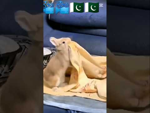 'Rabbit Sleeping Like a Human | Man & Woman Laughing Crazy'