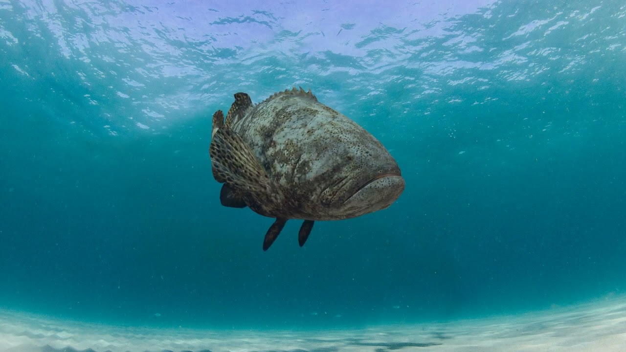 Most Real Goliath Grouper - 8k - 3d animated 3D Model