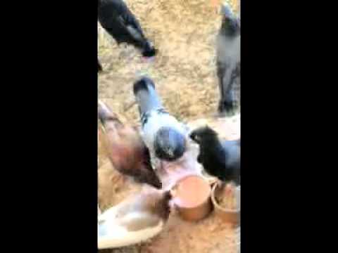 Srpski Visokoletaci - Serbian Highflyers - Mackovi golubovi 2015