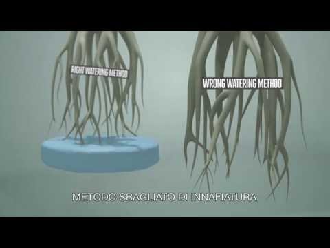 Corteccia di salice da vermi Emoglobina e vermi a bambini