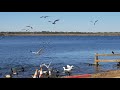 Feed The Ring Billed Gulls 5