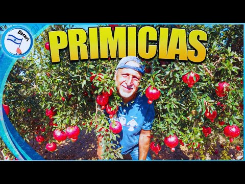 ¡GRANADAS! El fruto que esconde los 613 Mandamientos de la Tora