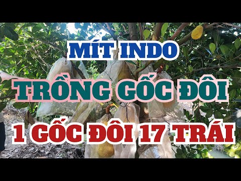 Mít InDo, Trồng Gốc Đôi, 1 Gốc Đôi 17 trái.