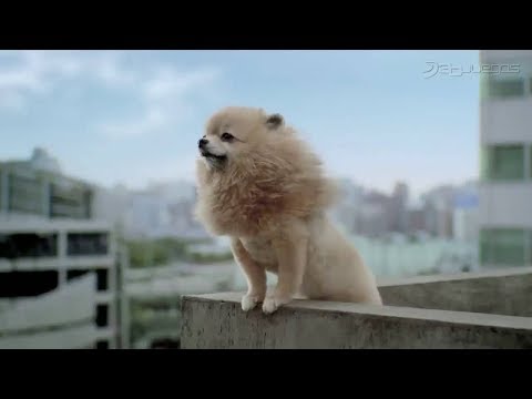 Tokyo Jungle 🐶🐱🐵 Gameplay 🐈 🐕 🐕‍🦺 🐩 🦮 トーキョー ジャングル