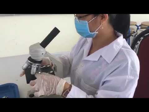 Hướng dẫn thực hành: Quan sát tế bào