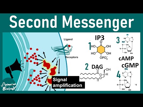 Second Messengers: The Key Players in Cell Communication | cell signaling lectures