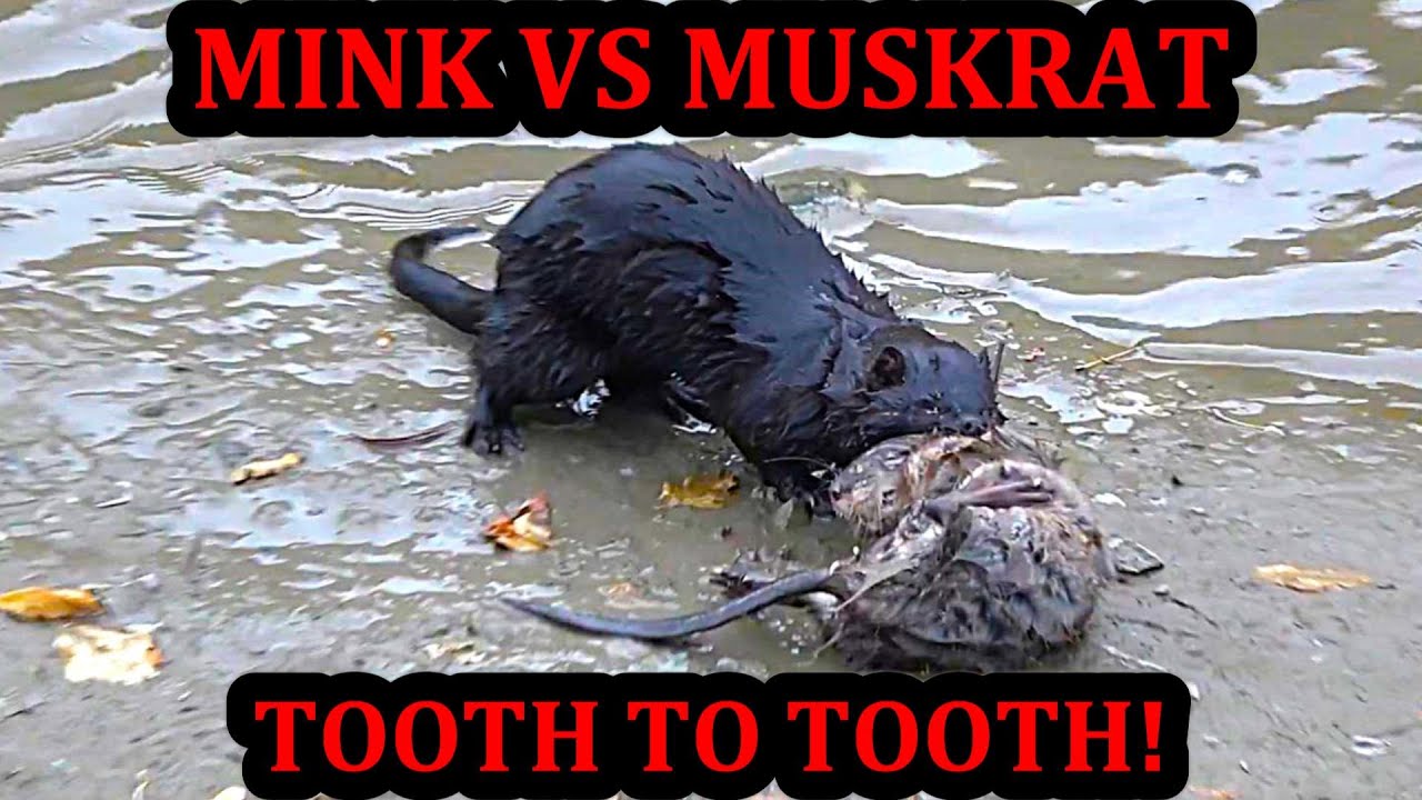 Spark Going Tooth to Tooth with a Muskrat!